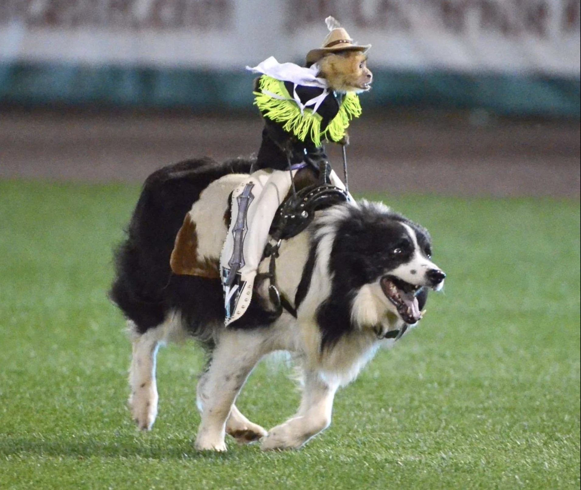 border collie